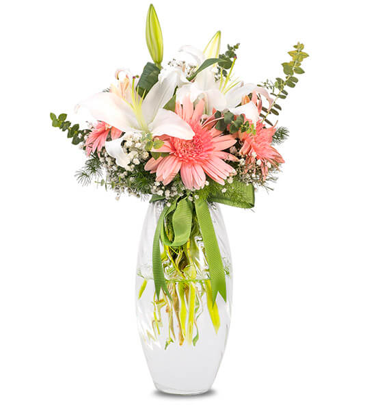 gerbera lilyum